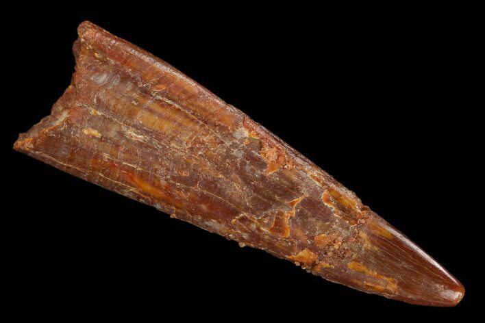 Fossil Pterosaur (Siroccopteryx) Tooth - Morocco #127683